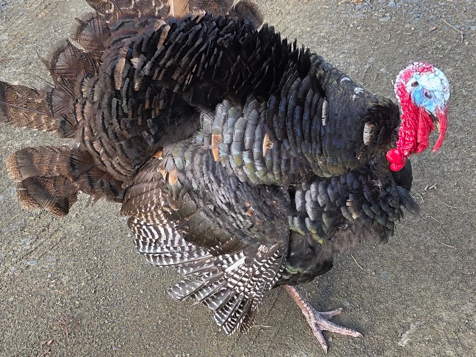 Tame Turkey showed up in our yard!