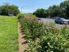 Conservation landscape at St. Philip's Church on Bestgate Road in Annapolis.