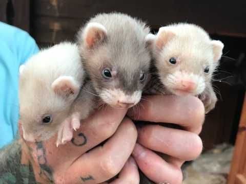 Gorgeous ferret kits