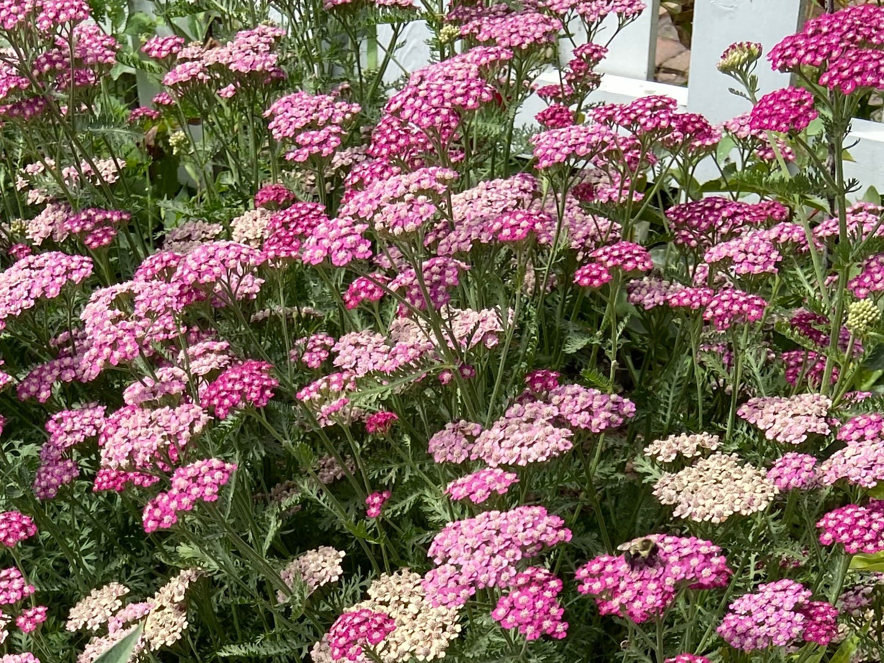 May 11 Mother’s Day Flower Sale The Haddams, CT Patch