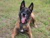 Bryx, a K-9 dog with the Sarasota County Sheriff's Office, died Saturday after a nine-year battle with a parasitic disease.