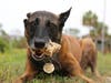 K-9 dog Bryx enjoys a snack. 