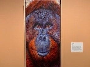 Sixty-three artists from around the world submitted portraits of animals to raise awareness about the importance of conservation. The exhibit at the James Museum in St. Petersburg will run March 13 through May 23.