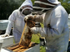 Healing River Beekeepers in Bradenton has rescued and relocated more than 200 bee colonies.