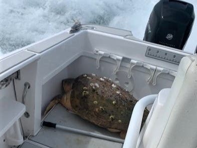 The Manatee County Sheriff’s Office and Mote Marine Lab teamed up to save a sea turtle in the intercoastal waterway.