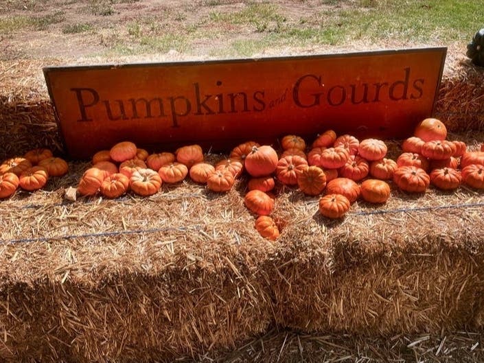 Get ready for Halloween and family fun in the Sarasota area by visiting these nearby pumpkin patches in 2021. 