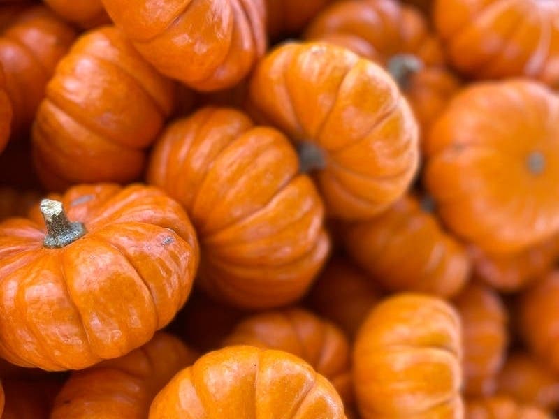 Popular pumpkin patches and farms in Florida offer a ton of autumn fun for the family.
