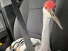 The ailing sandhill crane was brought to Wildlife Inc. on Anna Maria Island for veterinary care.