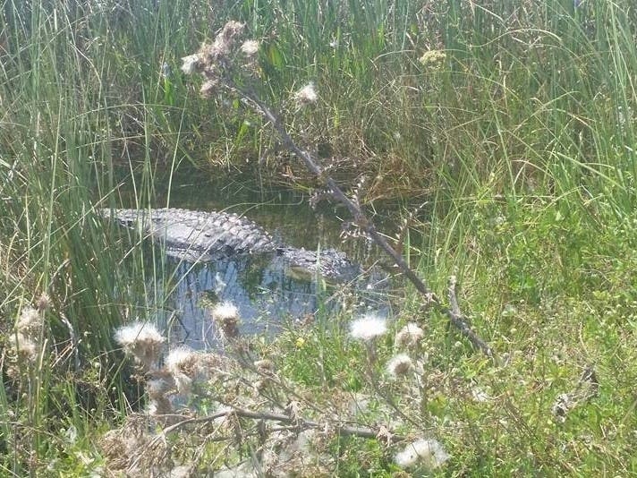 An alligator hangs out in the Florida Everglades. Under the Biden administration, the U.S. Army Corps of Engineers has dedicated $1.1 billion, the largest ever investment, to Everglades restoration.