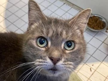 Denise Cilley will never know how her cat, Ashes, traveled 1,400 miles to Florida nearly seven years ago. Her return home proves “microchips work.”