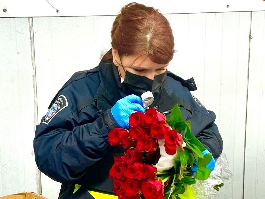 A U.S. Customs and Border Protection agriculture specialist inspects flowers imported into Miami International Airport for Valentine's Day.