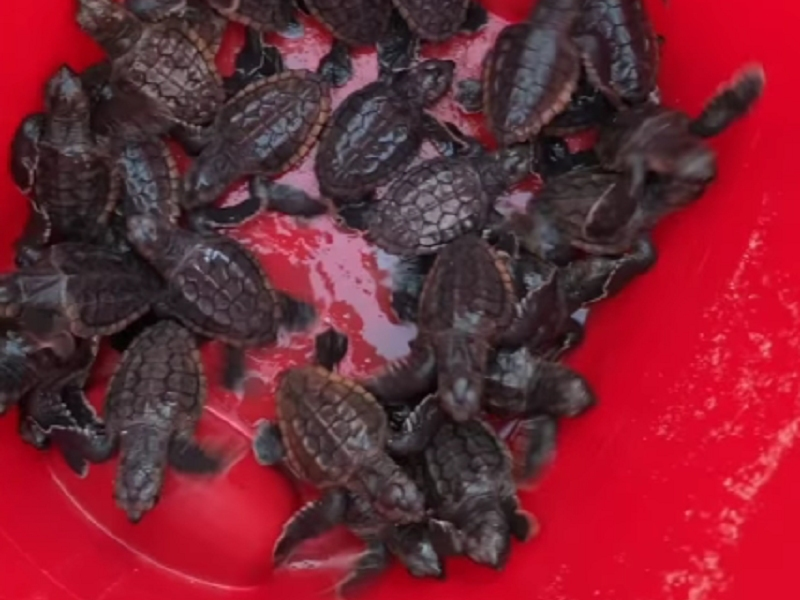 Baby sea turtles found in an apartment complex parking lot were rescued and relocated to the gulf, the Manatee County Sheriff’s Office said.