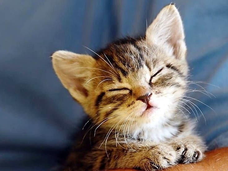 A kitten was trapped in a Delray Beach storm drain for six days. So, an animal rescuer crawled through sewage to get him out.