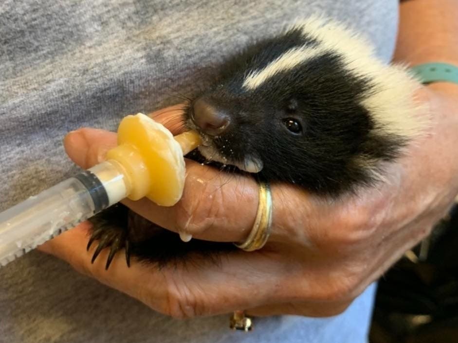 Wildlife Inc. Rescues More Than 150 Animals After Hurricane Ian ...