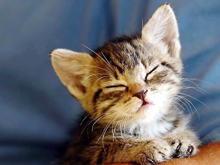 One kitten thrown from a moving SUV on U.S. 1 was hit by a car and died. The other was eventually caught and adopted, the Monroe County Sheriff's Office said.