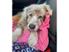Jazzy, who ran away from her Texas home after she was spooked by fireworks, was found abandoned at an Orange County hotel seven years later and reunited with her family.