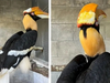 FL veterinary and human surgeons at ZooTampa teamed up to save the life of a great hornbill bird with cancer of the beak using a 3D-printed prosthetic.