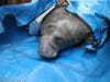 The rescued manatee was brought to ZooTampa for rehabilitation.