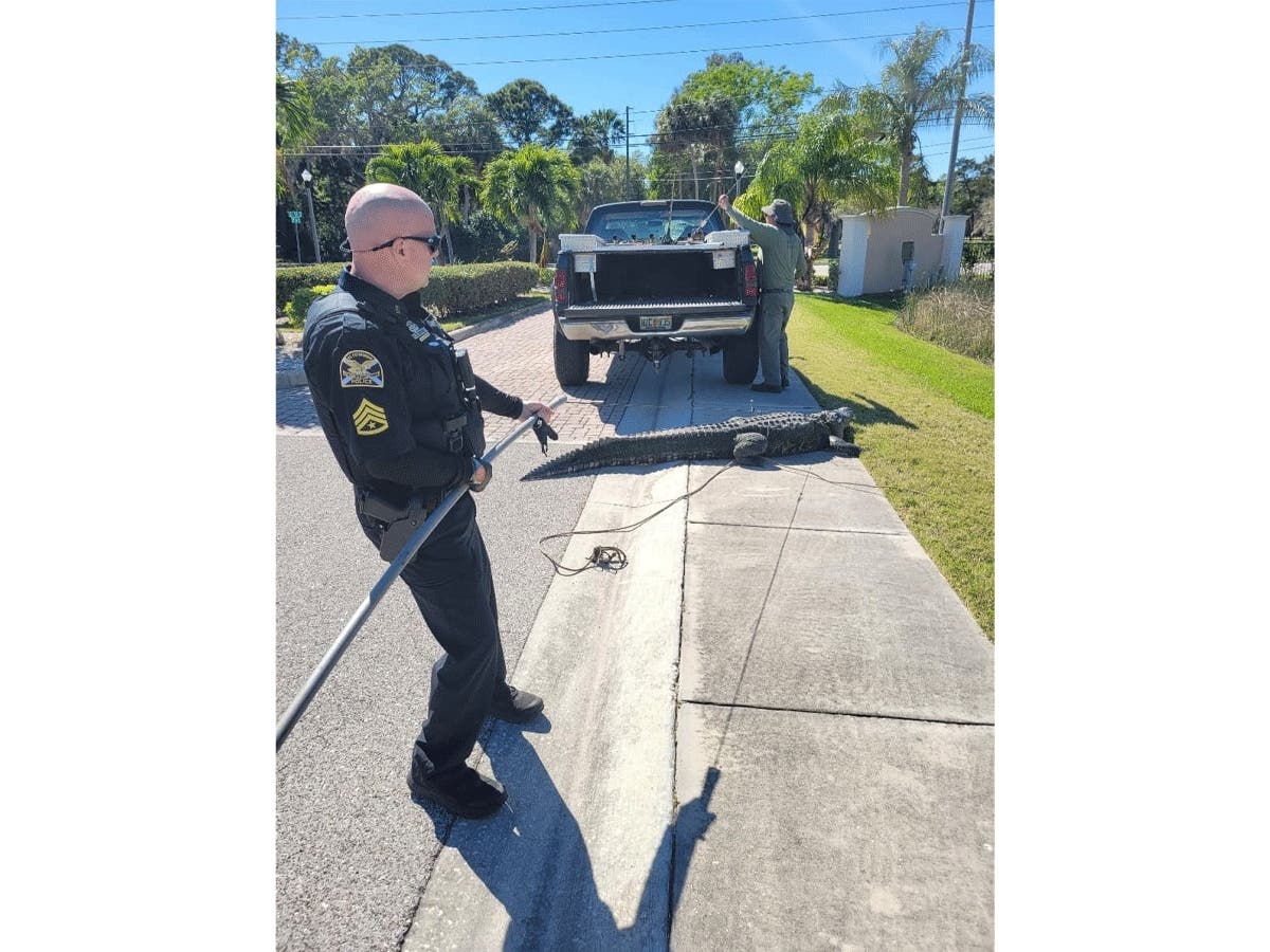 Officers helped a trapper remove a 400-pound gator from a St. Petersburg neighborhood, police said.