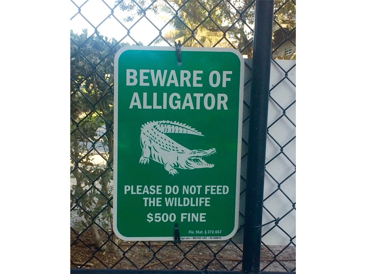 A man and woman were filmed hand feeding alligators sandwiches in Florida.