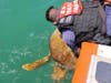 A U.S. Coast Guard Station Cortez reserve crew responded to reports of a lethargic sea turtle on Saturday.