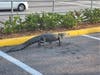 A nearly 6-foot-long alligator was removed from a Pinellas Park Publix parking lot last week, police said.