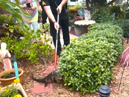 Watch deputies wrangle a tiny, feisty gator hiding in the bushes of a front yard in Pinellas County.