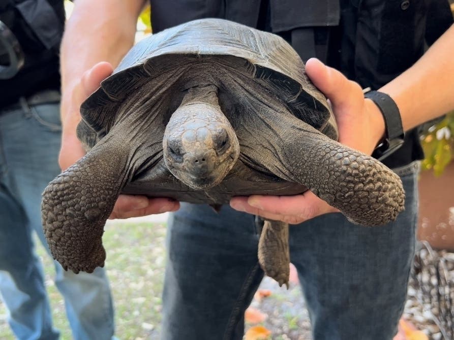 A St. Petersburg man stole two Galapagos tortoises from the St. Augustine Alligator Farm and rare books from Haslam's and Lighthouse Books, police said.
