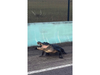A 10-foot gator blocked U.S. Highway 1 in the Florida Keys for more than an hour Monday evening, trappers said.
