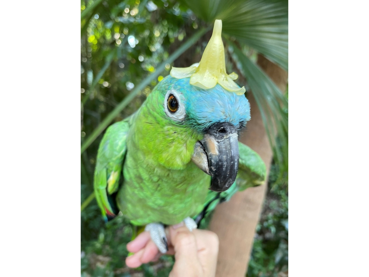 Paquita, a more than 60-year-old parrot at St. Petersburg’s Sunken Gardens, died after being recently diagnosed with cancer. She was known for her laughter and love of guests.