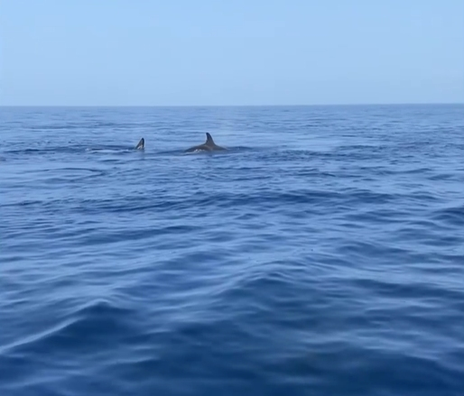 Boaters in the Florida Straits filmed their recent rare encounter with a pod of orcas and jumped in the water with them.