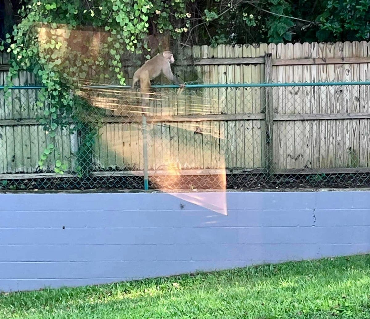 Residents are reporting wild rhesus macaques monkey sightings throughout Orange City should stay away from the primate, police said.