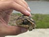 A “shell-shocked” tiny tortoise was found taking refuge at the Community Oriented Policing House, Bradenton police said.