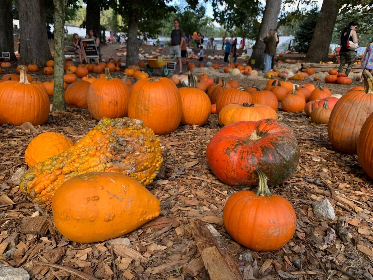 There are plenty of places to pick up a pumpkin in St. Petersburg this season.