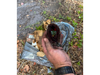 More stolen items were found in a storage unit and buried in the yard of a man who stole Galapagos tortoises and rare books, St. Pete police said.