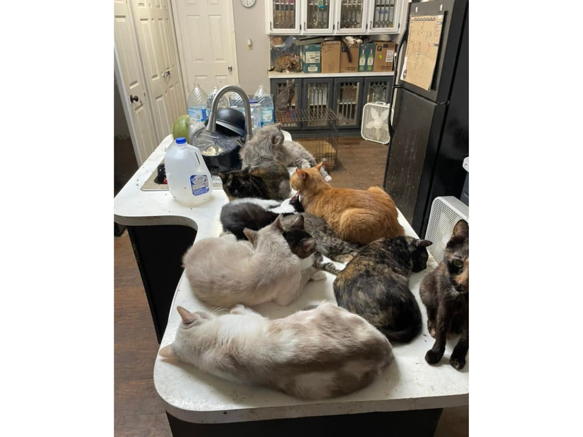 A second-grade teacher was charged with animal abuse, neglect after 142 cats, 164 fowl and three dogs were found in her Frostproof mobile home, Polk County sheriff said.