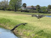 A Manatee County woman caught a showdown between a sandhill crane and an 8-foot alligator behind her Sarasota home on camera in March.