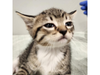 The two underage kittens, Mitch and Marcus, were “brazenly” stolen Thursday from the Humane Society of Tampa Bay’s shelter in Tampa, the organization said.