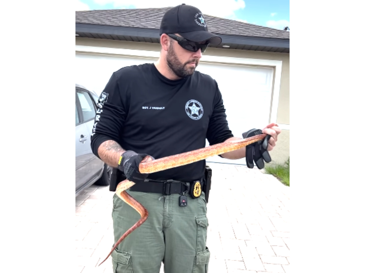 A snake initially thought to be a python was found entangled in the engine of a car this week, the Lee County Sheriff’s Office said.
