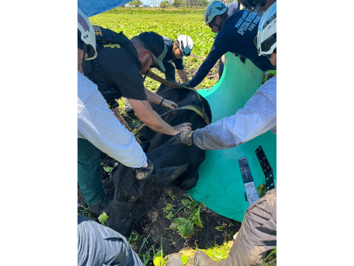 A cow that found itself in a muddy situation in Shady Hills was rescued by Pasco County Fire Rescue crews, the department said. 