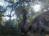 A FL deputy lassoed and handcuffed a runaway emu after a short chase. 