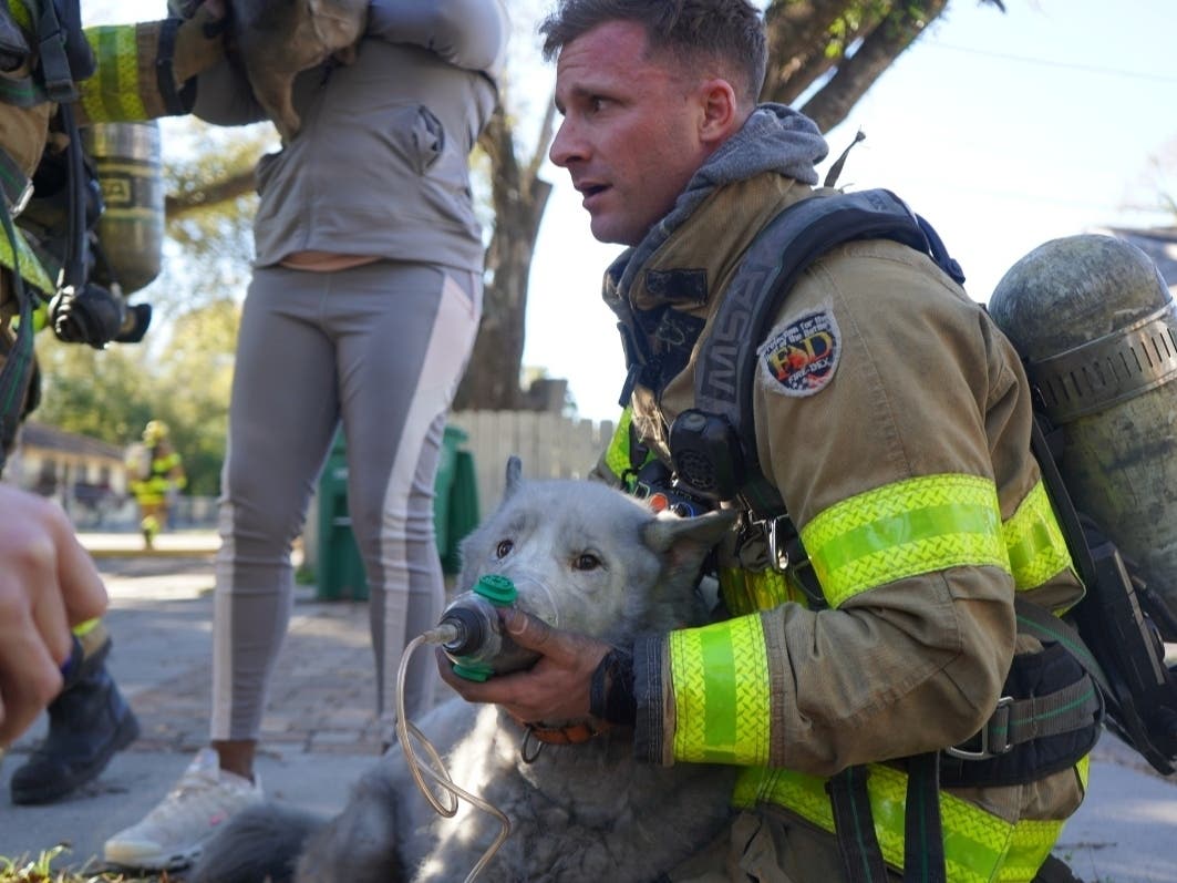 A family was displaced after a Sulphur Springs house fire, Tampa Fire Rescue said. Two dogs were rescued from the blaze. 