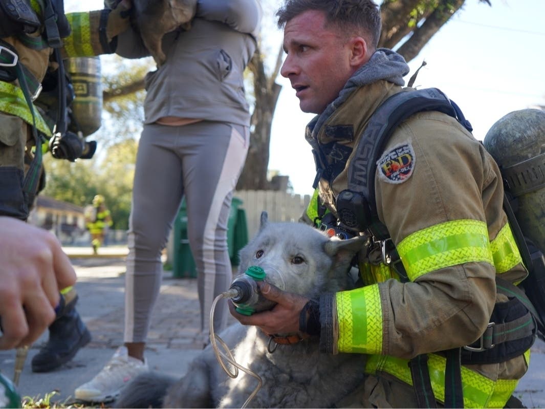 A family was displaced after a Sulphur Springs house fire, Tampa Fire Rescue said. Two dogs were rescued from the blaze.