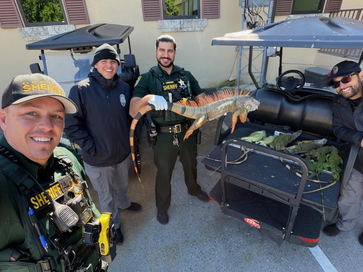 Deputies with the Monroe County Sheriff's Office collect cold-stunned green iguanas for the Florida Fish and Wildlife Conservation Commission during Florida's recent extreme cold snap.