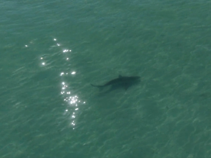 Guests on a shelling excursion to Shell Key spotted a 10-foot-long great white shark in shallow water off the beach's shoreline, Hubbard's Marina said. 