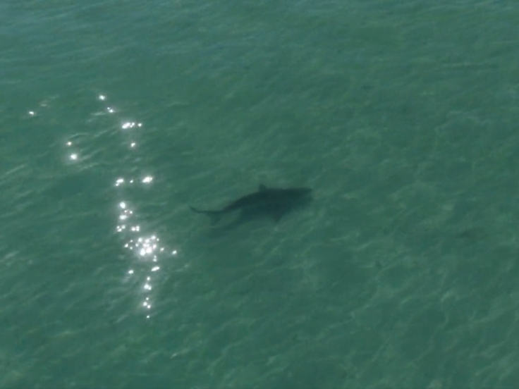 Guests on a shelling excursion to Shell Key spotted a 10-foot-long great white shark in shallow water just yards off the beach's shoreline.