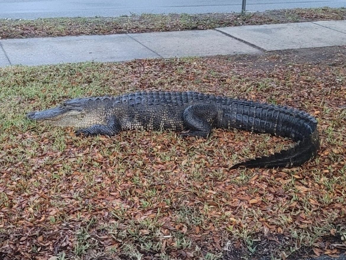 One gator was spotted outside the Hillsborough County Supervisor of Elections office, while another broke into the pool of a Tampa home.