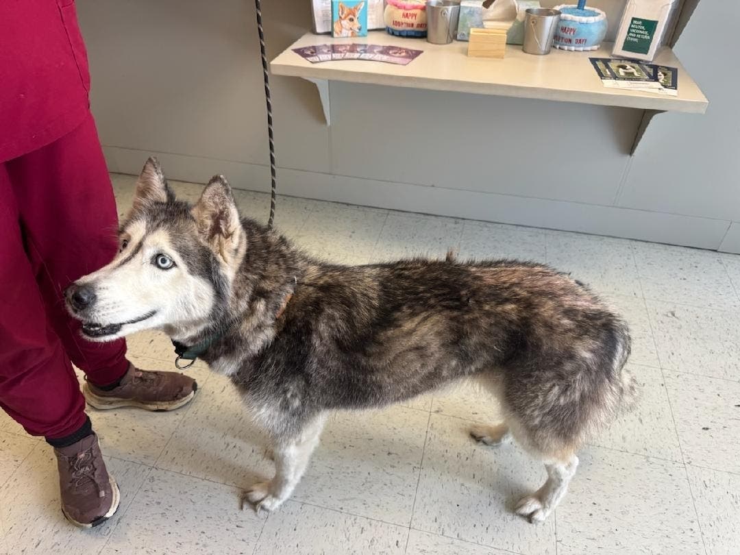 A microchip helped Hernando County Animal Services trace a 13-year-old husky, Sierra, to her owner, Bryce, in TX, who hadn’t seen her in 12 years.