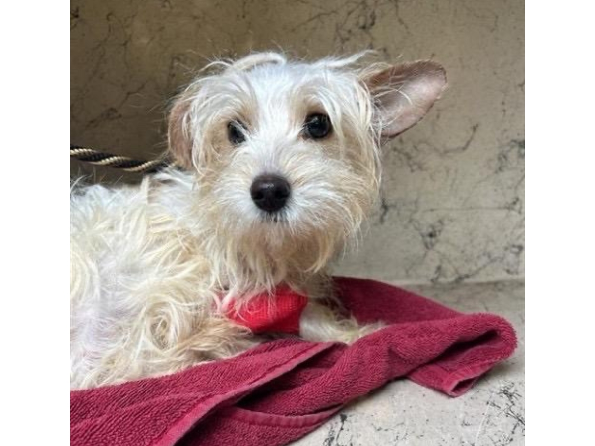 A dog injured in an animal cruelty case in Hillsborough County last month later died after emergency treatment, authorities said.