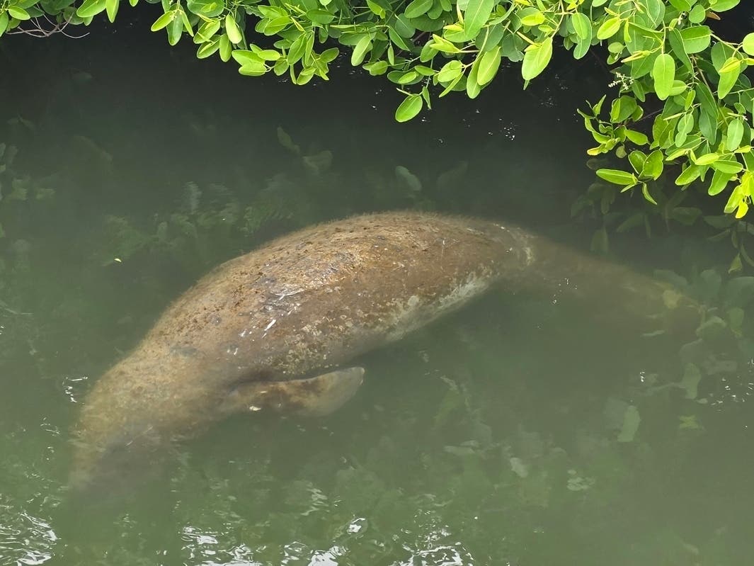 A baby manatee found with multiple watercraft and shark attack wounds was rescued near Eckerd College and brought to ZooTampa for care and rehabilitation.